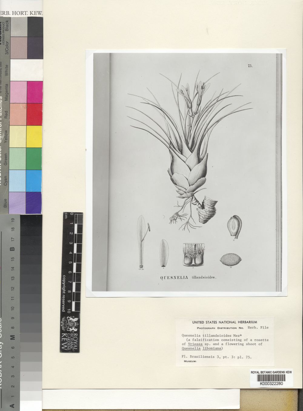 illustration of the composite fake plant Quesnelia tillandsioides illustration of the composite fake plant Quesnelia tillandsioides